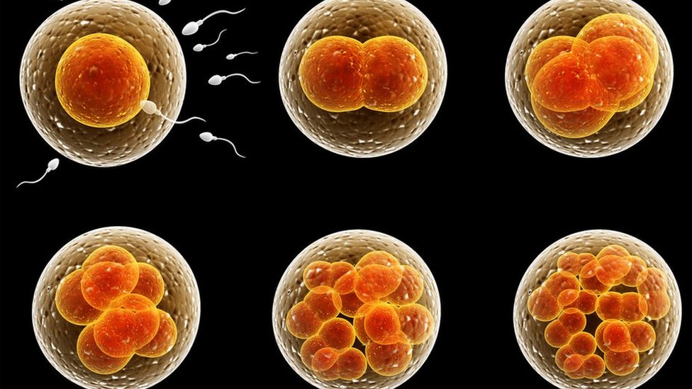 Naučnici: Dozvolite eksperimente na embrionima starim do 28 dana da bismo otkrili tajne ljudskog razvoja