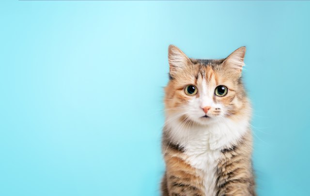 Ovih pet oboljenja najčešće pogađaju kućne mačke: Za dve bolesti ne postoji lek