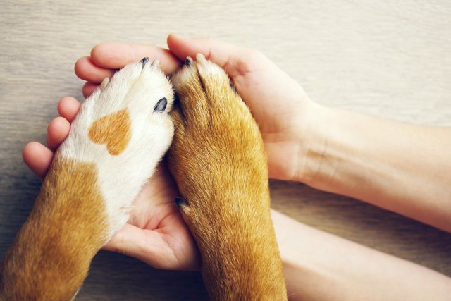 Beogradska opština postala "pet frendli"