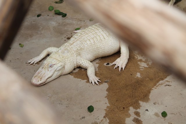 U stomaku aligatora pronaðeno 70 kovanica FOTO