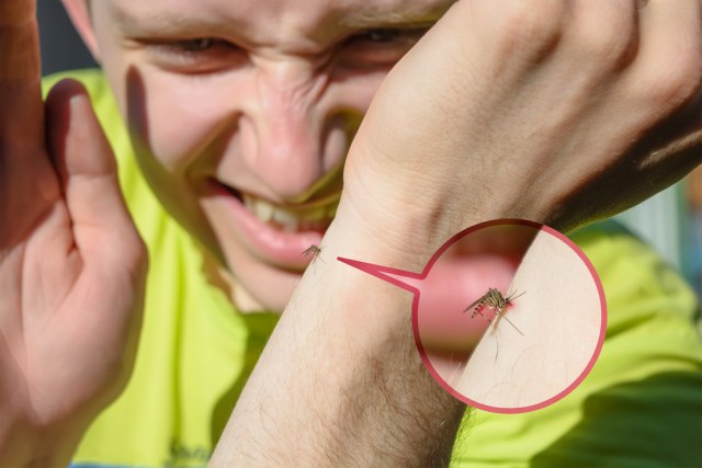Komarci preplavili grad, vlasti strahuju od širenja bolesti VIDEO