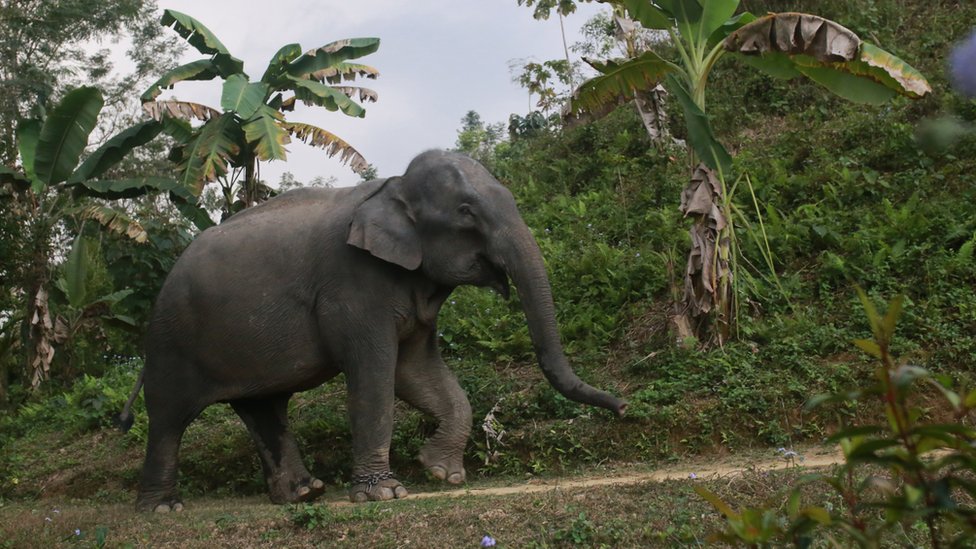Životinje: Sud u Bangladešu zabranio usvajanje kritično ugrožene vrste slonova