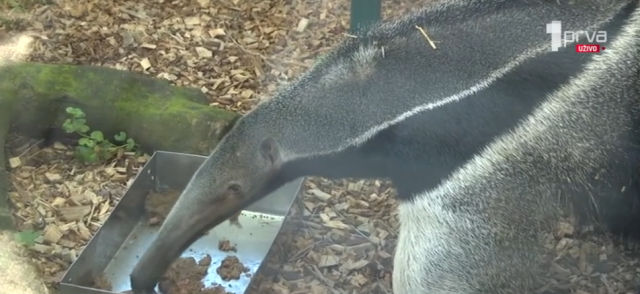 Beo zoo vrt dobio NOVOG STANOVNIKA: Džinovski mravojed doputovao iz Mađarske (VIDEO)