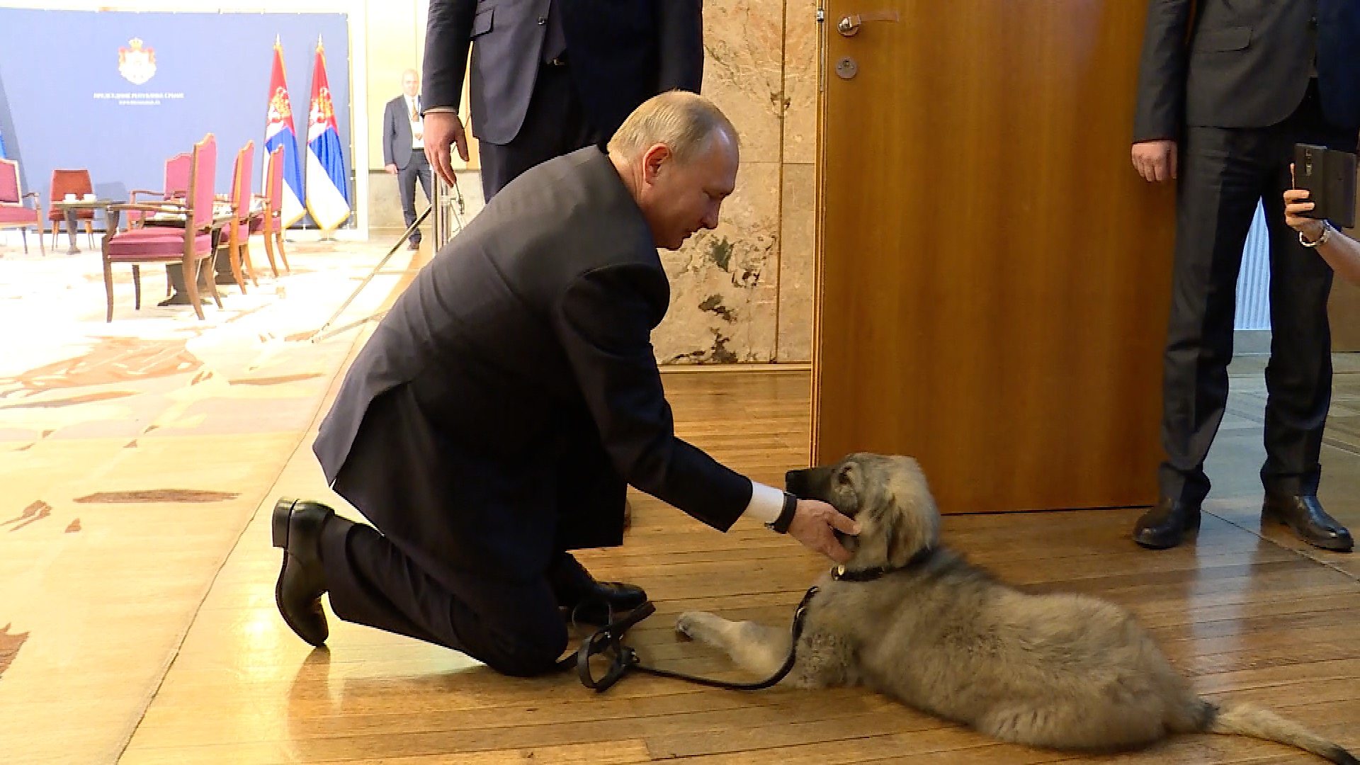 Шарпланинская овчарка Путина