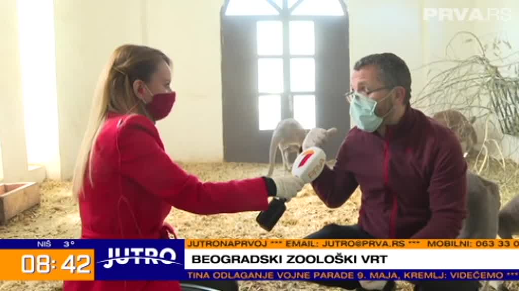 Stigla prinova: U Beo Zoo vrtu rodio se mali kengur