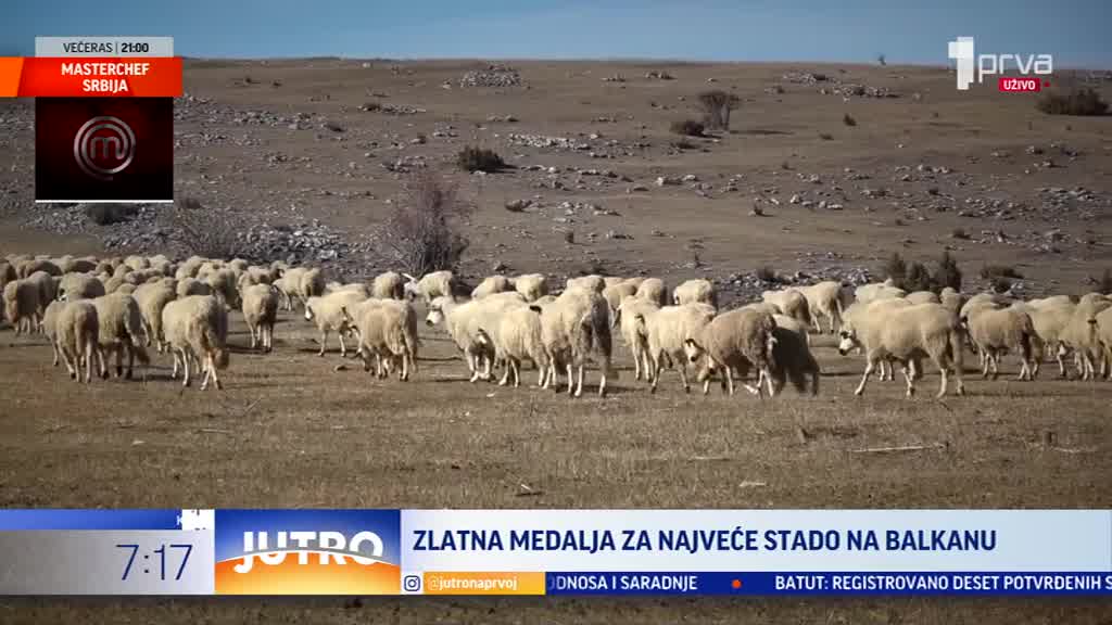 Dobili najviše priznanje od države: Oni imaju najveće stado ovaca na Balkanu